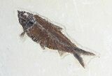 Three Large Knightia Fossil Fish - Wyoming #62667-2